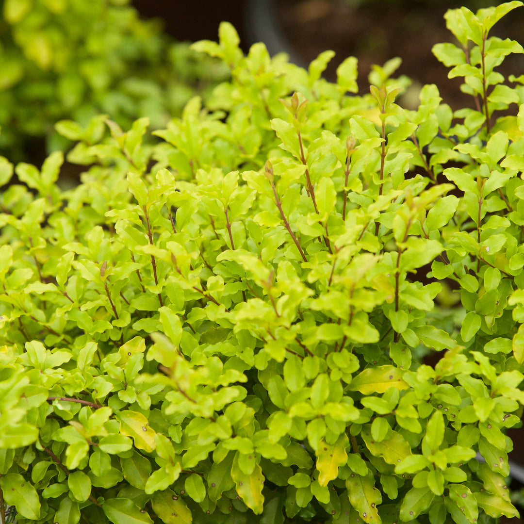 Ligustrum sinense 'Sol' ~ Sunshine Ligustrum