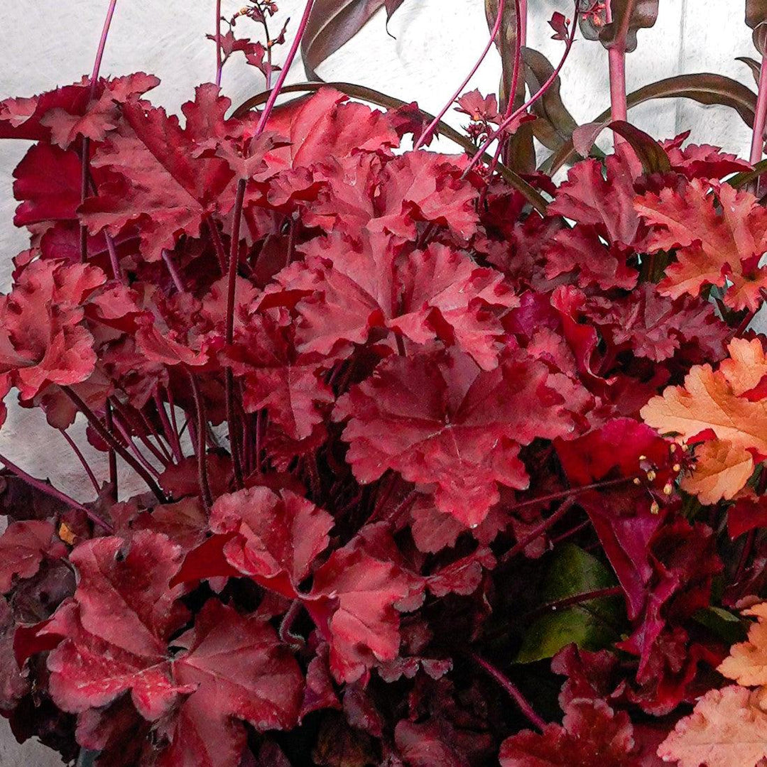 Heuchera x 'Fire Alarm' PP #24,525 ~ Fire Alarm Heuchera