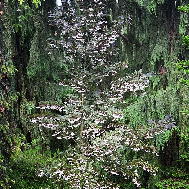 Styrax japonicus 'Evening Light' PP24168 ~ Campana de nieve japonesa con luz vespertina