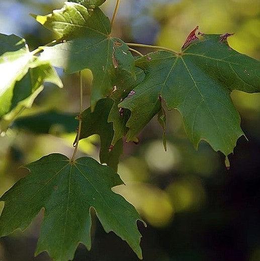 Acer saccharum 'Commemoration' ~ Commemoration® Sugar Maple