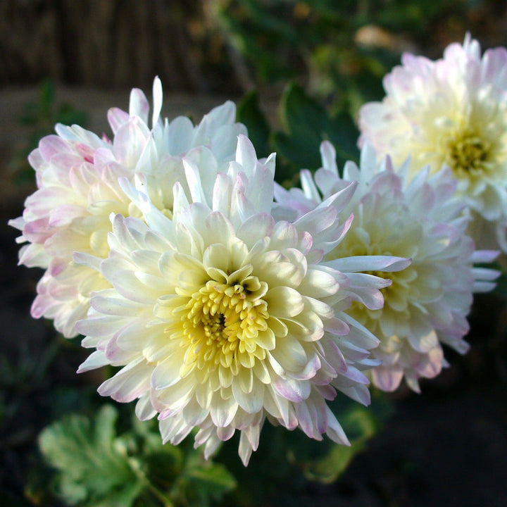 Chrysanthemum x morifolium 'Aluga White' ~ Belgian Mums® Aluga White Mum