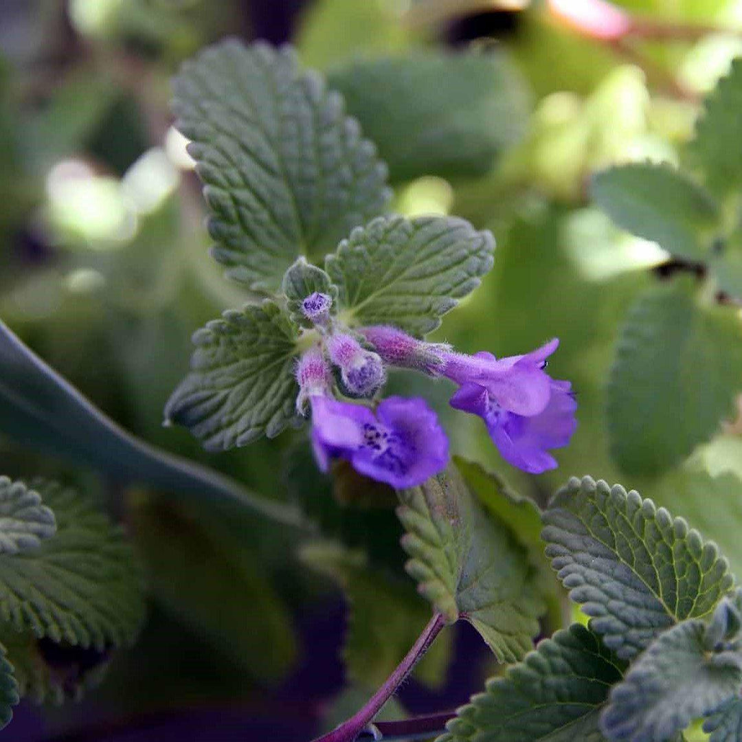 Nepeta racemosa 'Little Titch' ~ Little Titch Catmint