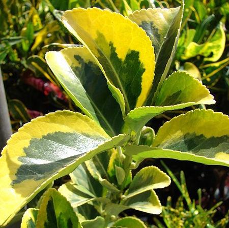 Euonymus japonicus 'Aureomarginatus' ~ Aureomarginatus Japanese Euonymus