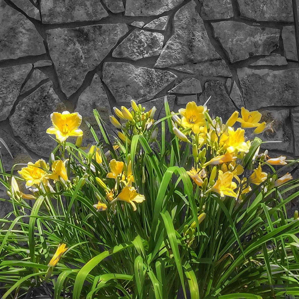 Hemerocallis 'Gail's Fragrant Treasure' ~ Gail's Fragrant Treasure