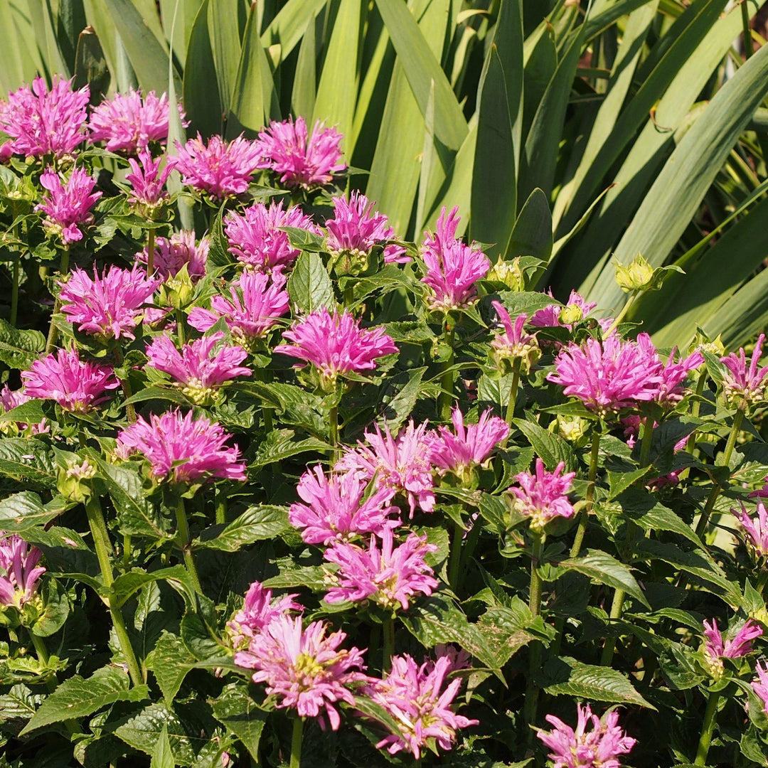 Monarda didyma 'Petite Delight' ~ Petite Delight Bergamot