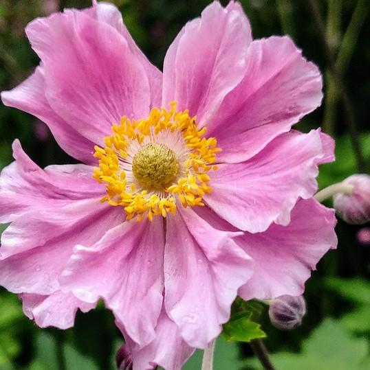 Anemone hupehensis 'Pocahontas' ~ Fantasy™ Pocahontas Anemone