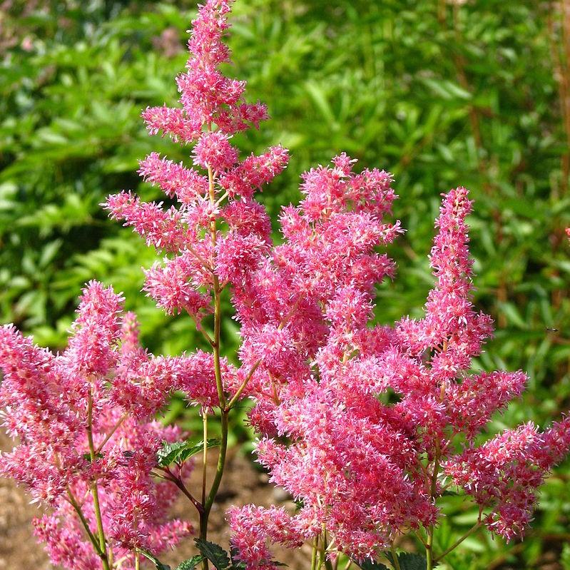 Astilbe japonica 'Rheinland' ~ Rheinland Japanese Astilbe