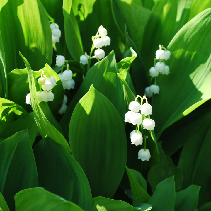 Convallaria majalis ~ Lily of the Valley