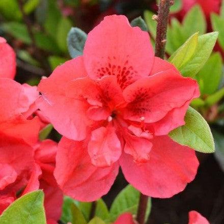 Rododendro 'Roblez' ~ Encore® Autumn Fire™ Azalea