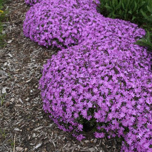 Phlox 'Bedazzled Pink' PP32063 ~ Bedazzled Pink Phlox