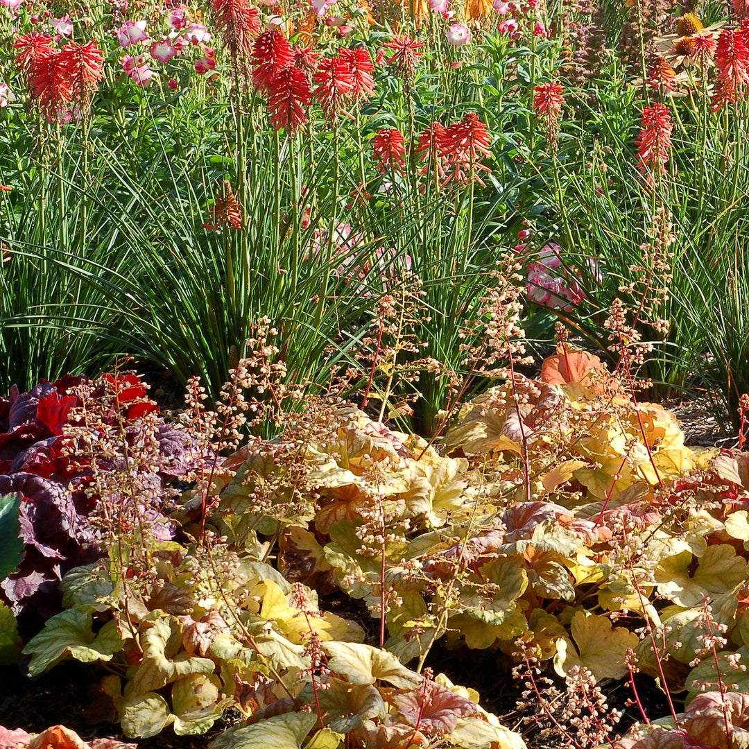 Heuchera 'Champagne' ~ Champagne Coral Bells