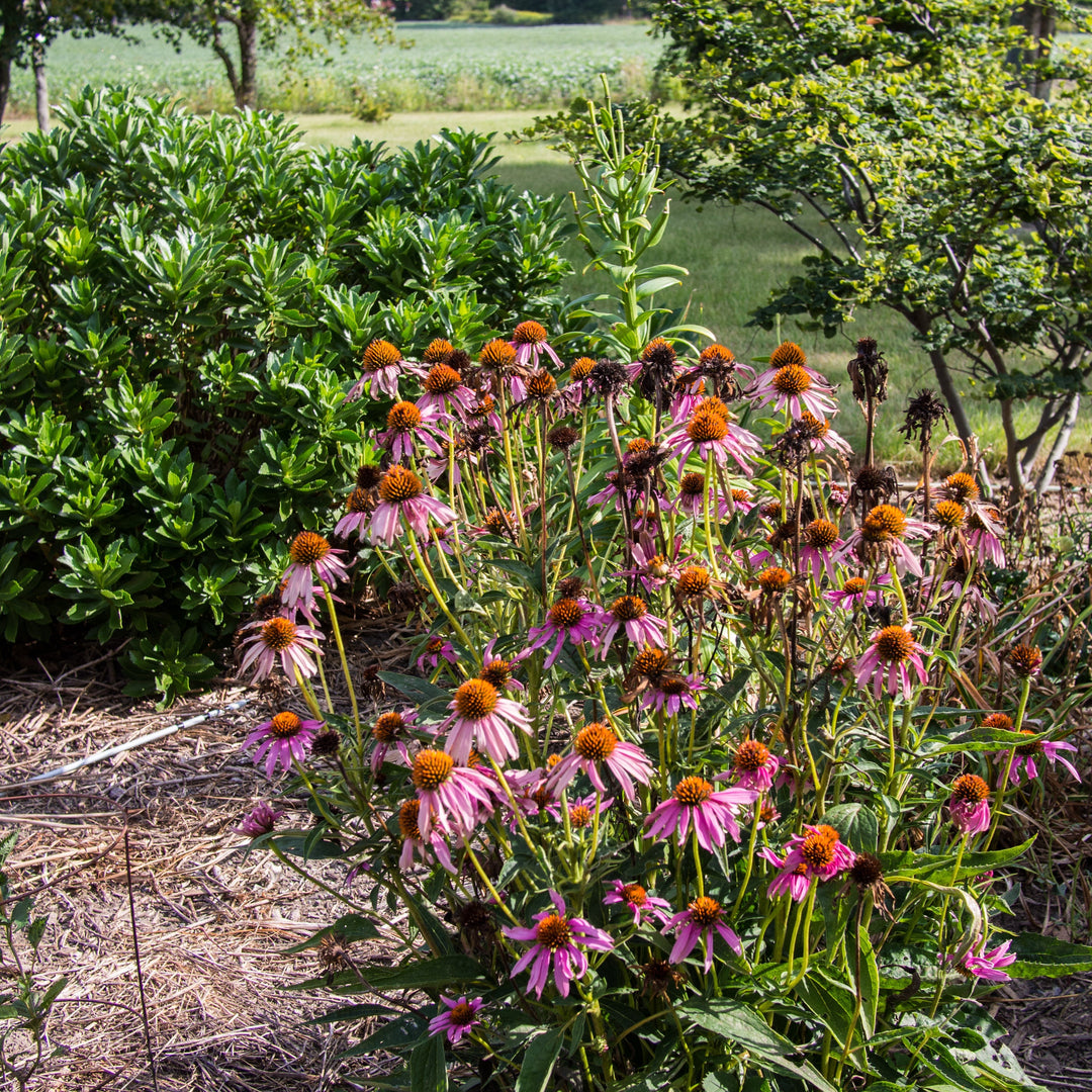 Echinacea purpurea 'Rubinstern' ~ Ruby Star Echinacea