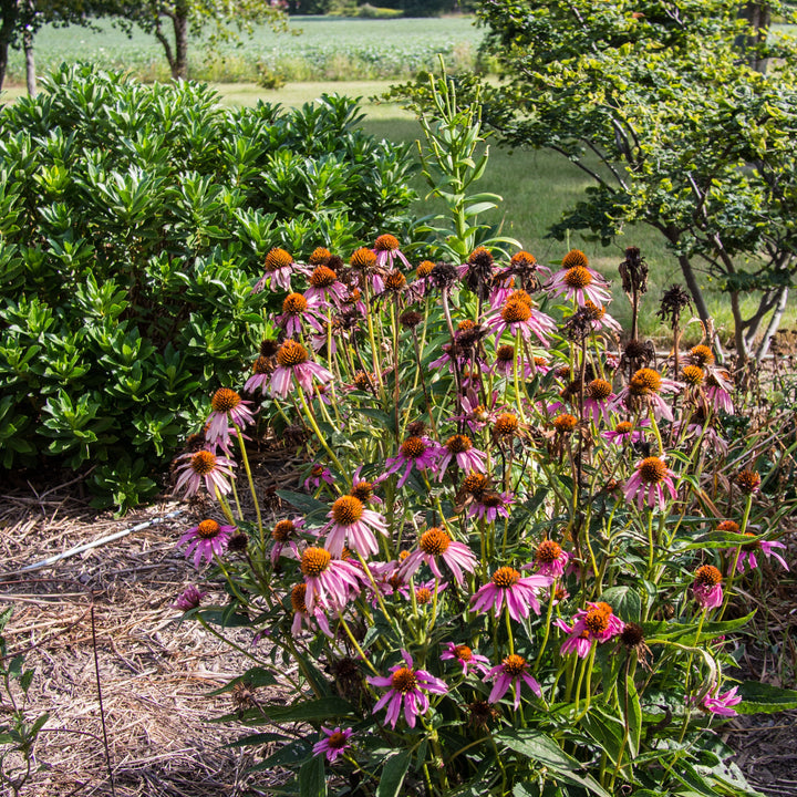 Echinacea purpurea 'Rubinstern' ~ Ruby Star Echinacea