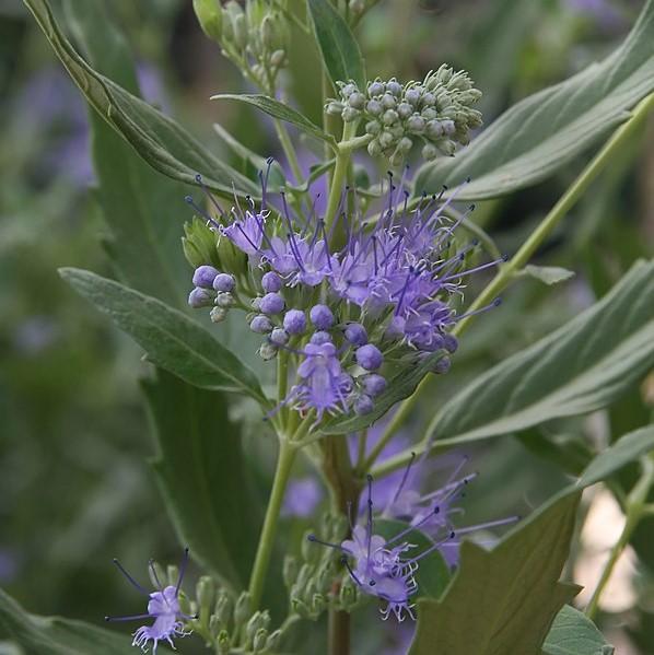 Caryopteris × clandonensis 'Caballero Oscuro' ~ Caballero Oscuro Barba Azul