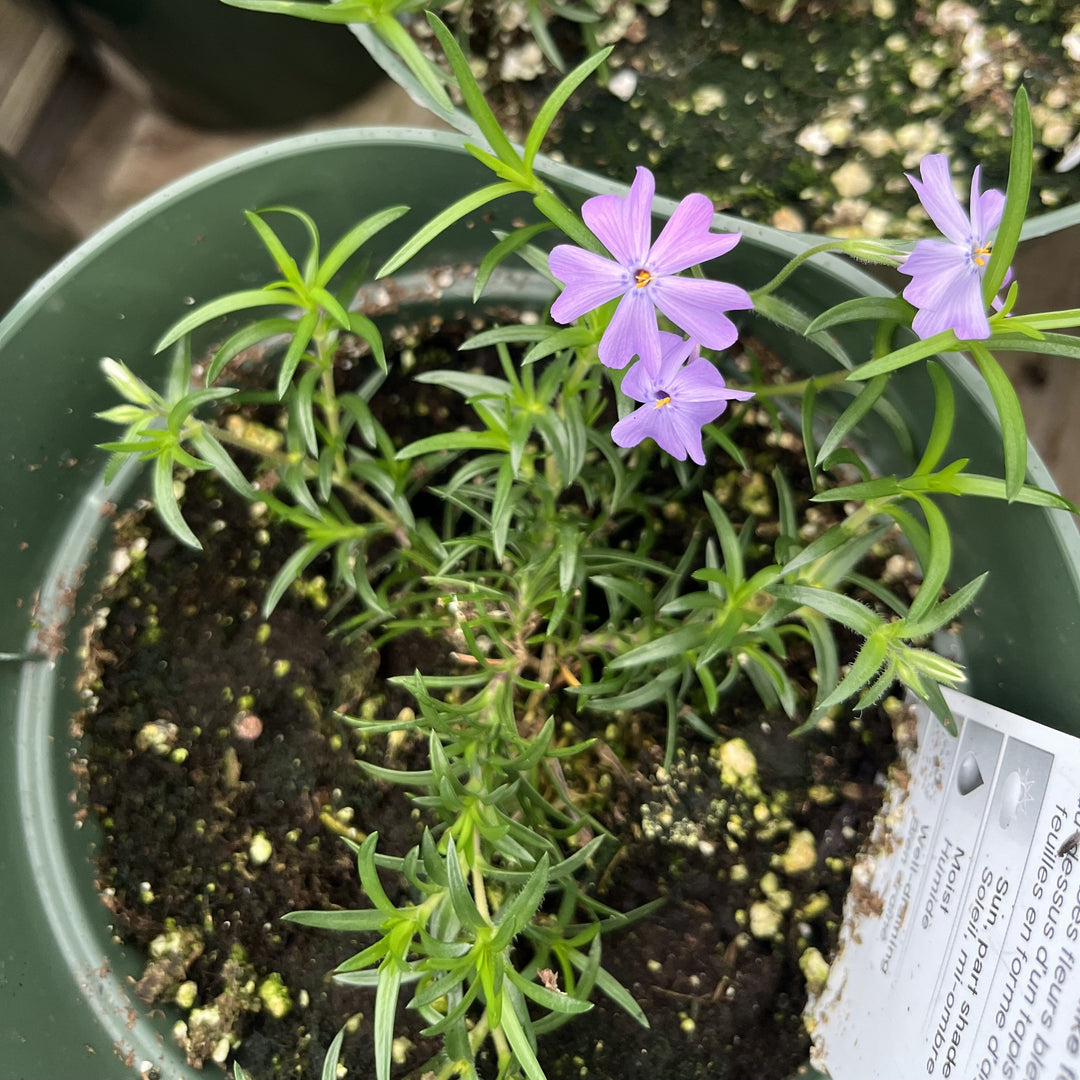 Phlox subulata 'Emerald Blue' ~ Emerald Blue Creeping Phlox