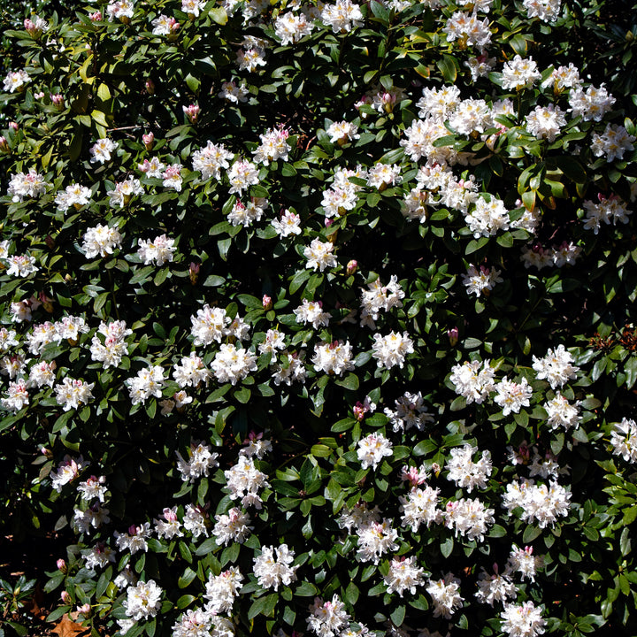 Rododendro 'Blanco de Cunningham' ~ Rododendro blanco de Cunningham