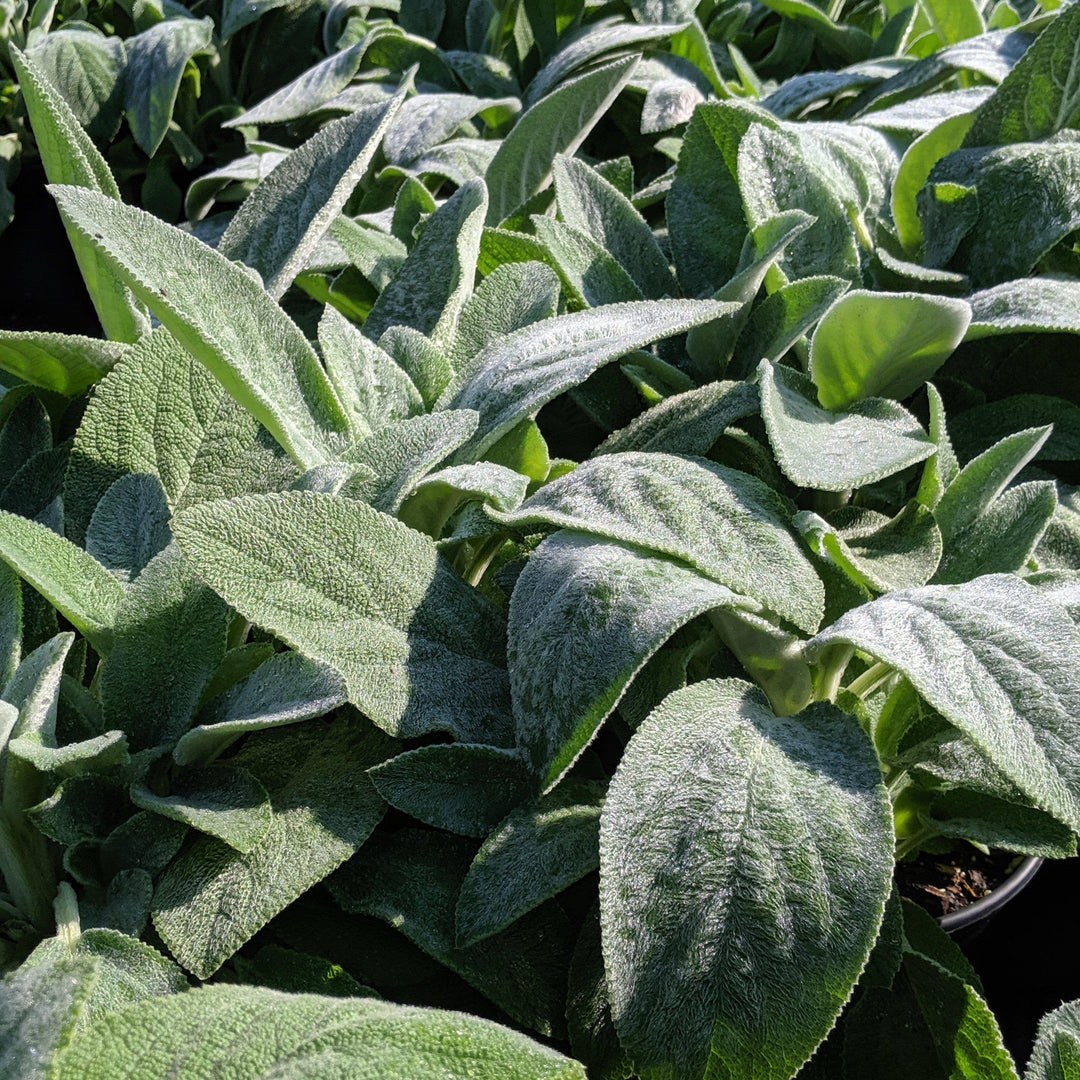 Stachys byzantina 'Helene von Stein' ~ Giant Lamb's Ear