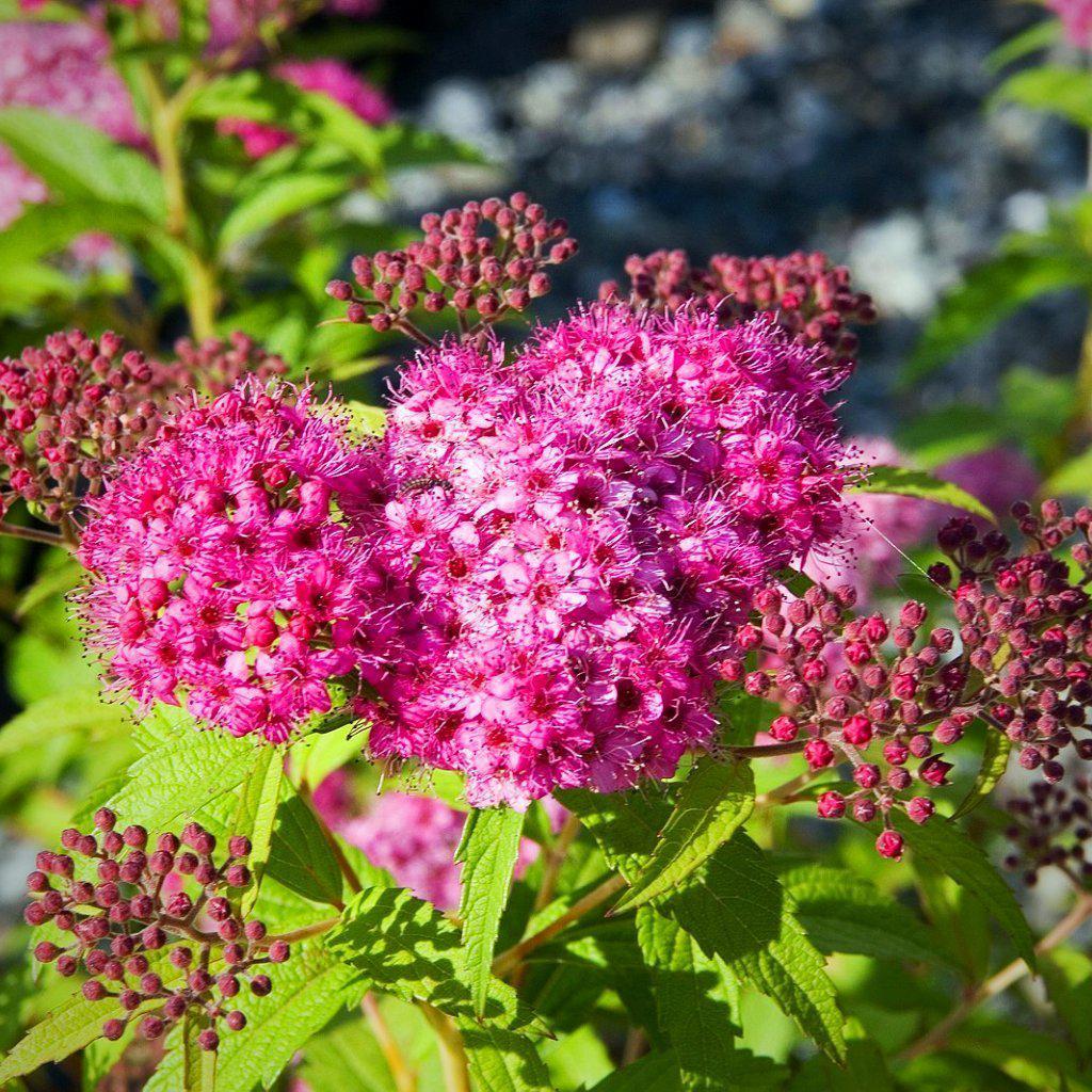 Spiraea japonica 'Neon Flash' ~ Neon Flash Spirea