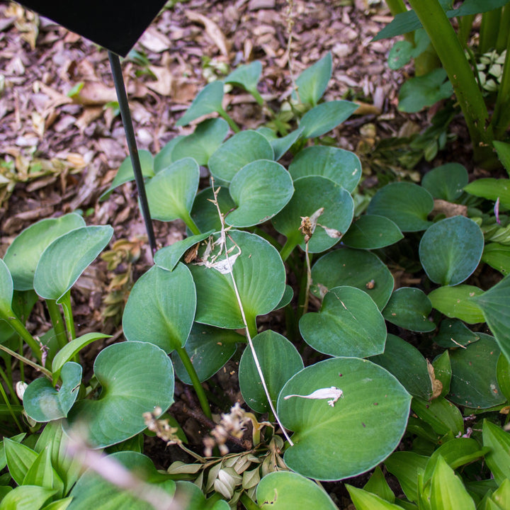 Hosta 'Blue Mouse Ears' ~ Blue Mouse Ears Hosta