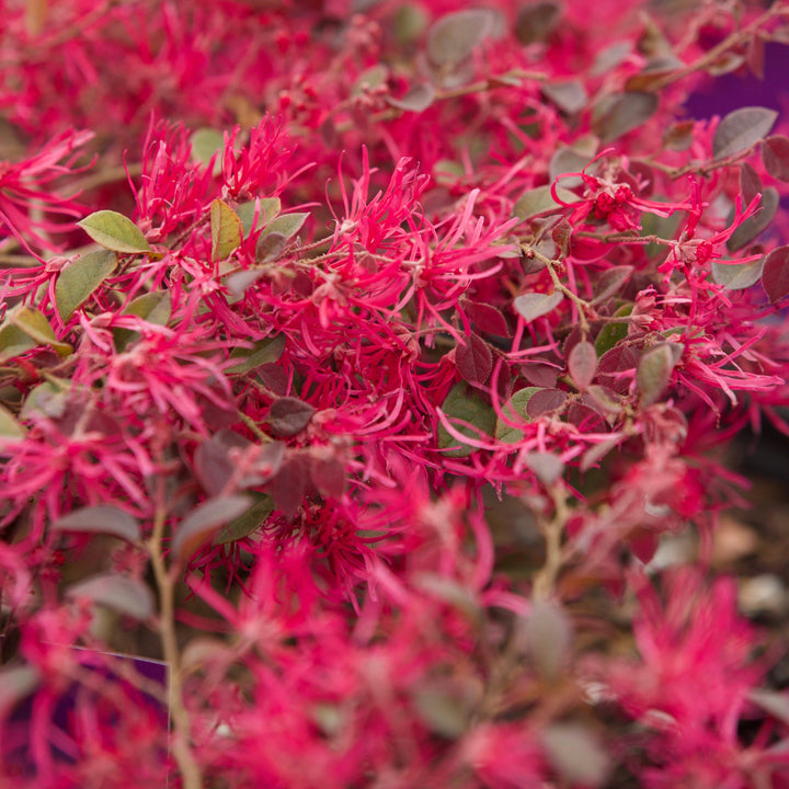 Loropetalum chinense var. rubrum 'PIILC-I' PP25,534 ~ Flor con flecos First Editions® Crimson Fire™