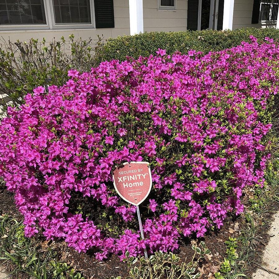 Azalea x 'Girard's Fuchsia' ~ Girard's Fuchsia Azalea