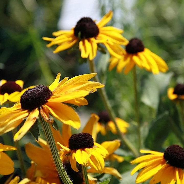 Rudbeckia hirta 'Indian Summer' ~ Indian Summer Black-Eyed Susan