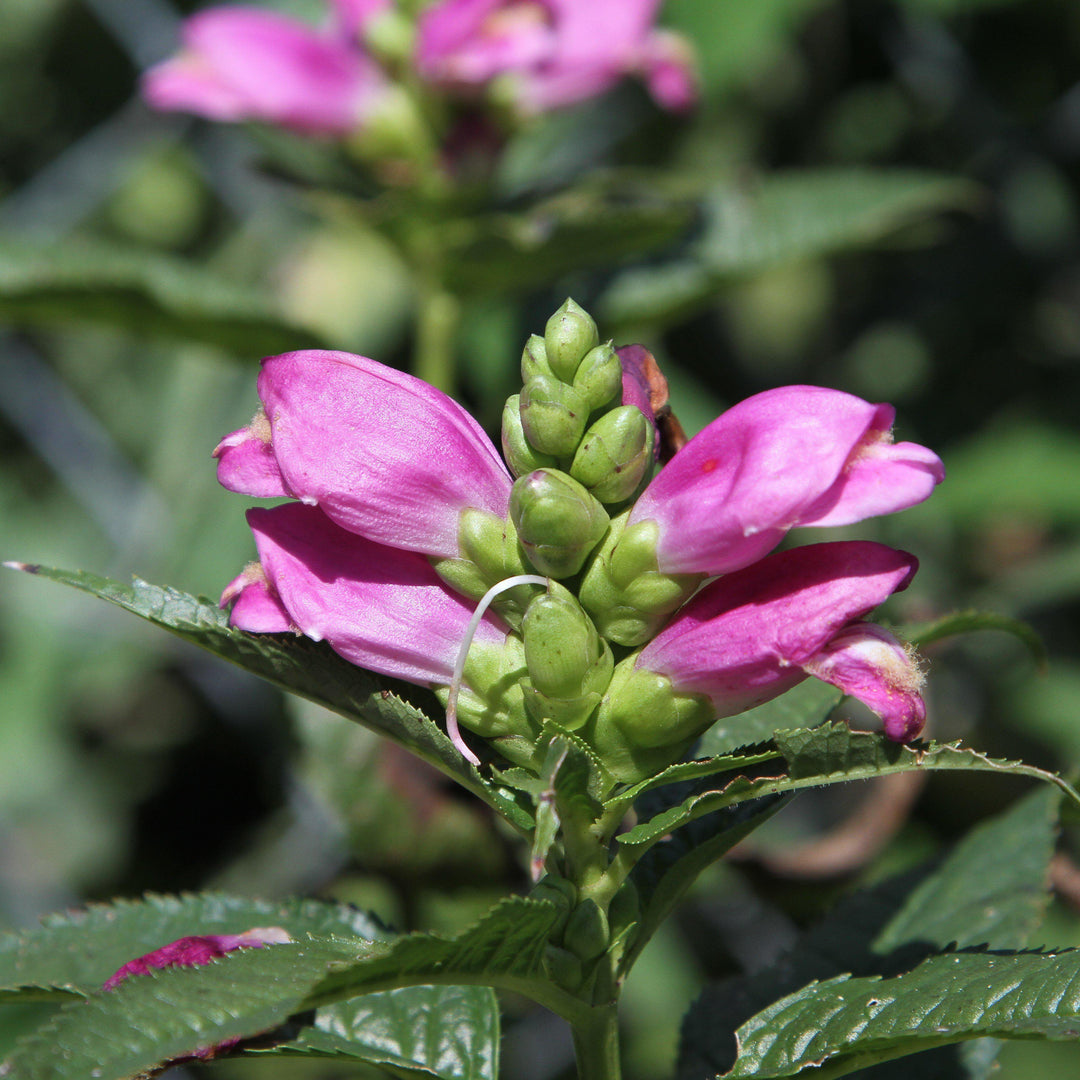 Chelone lyonii 'Hot Lips' ~ Hot Lips Turtlehead