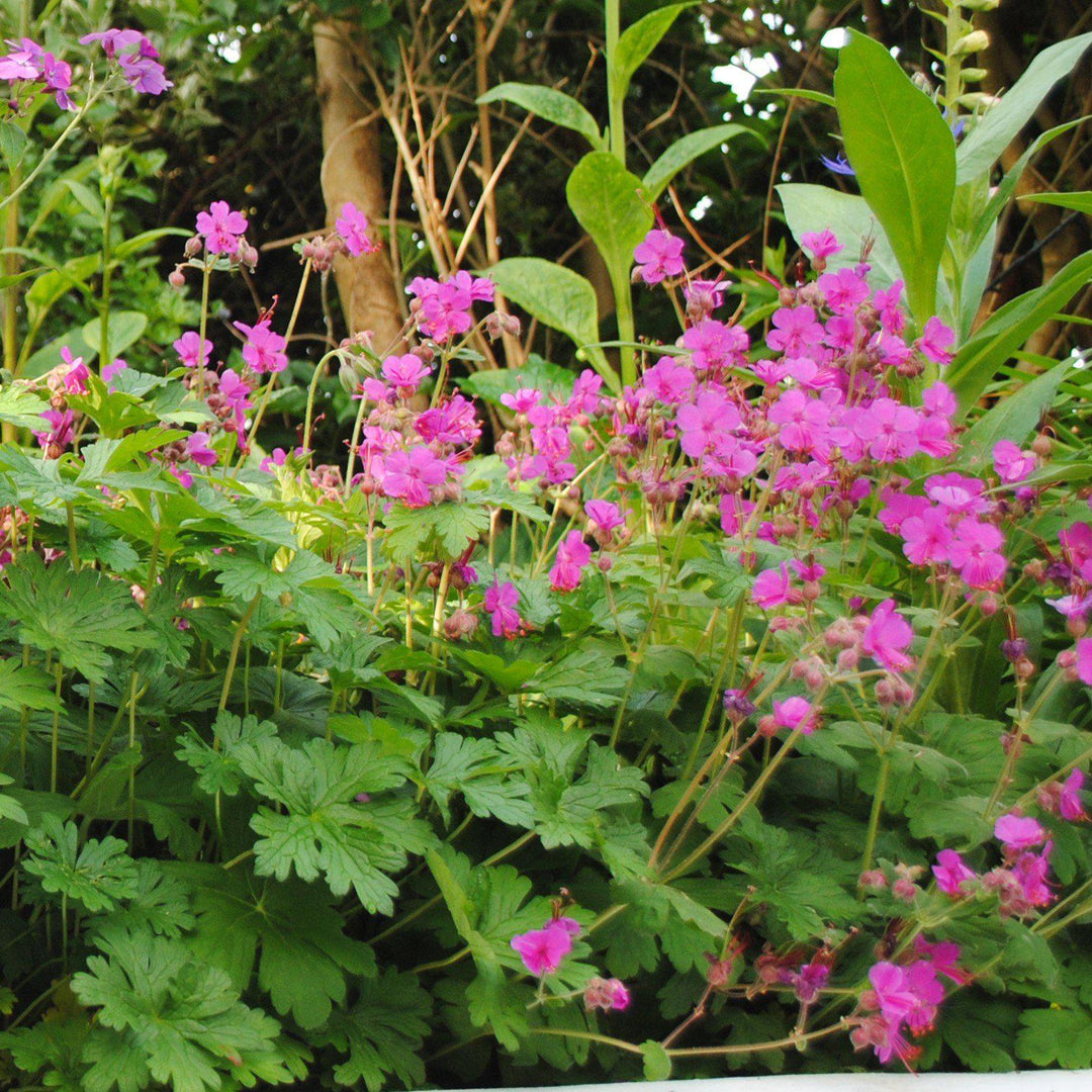 Geranium macrorrhizum 'Bevan's Variety' ~ Bevan's Variety Bigroot Cranesbill