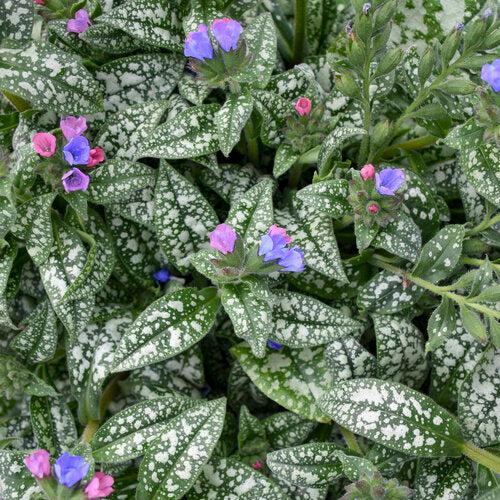 Pulmonaria 'Pink-a-Blue' ~ Pink-a-Blue Lungwort