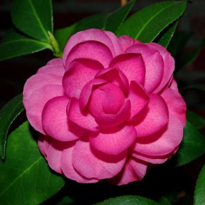 Camellia japonica 'Early Autumn' ~ Early Wonder® Camellia