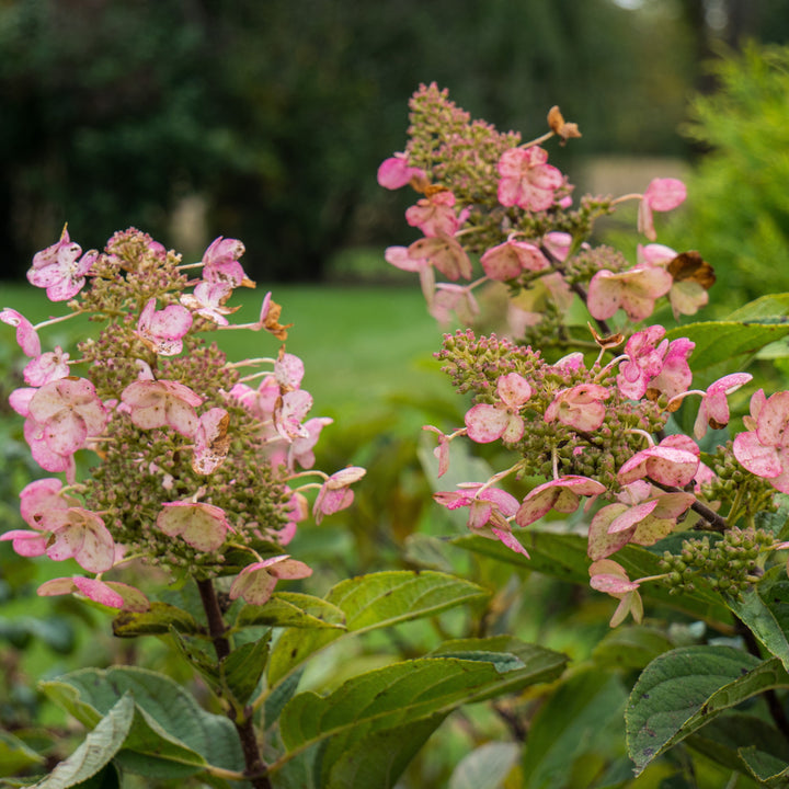 Hortensia paniculata 'Tardiva' ~ Hortensia Tardiva