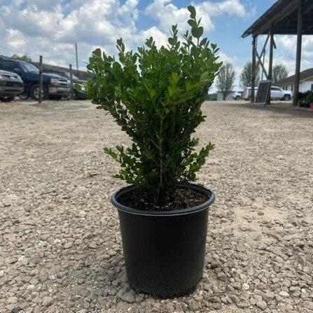 Buxus microphylla 'Wintergreen' ~ Boj gaulteria