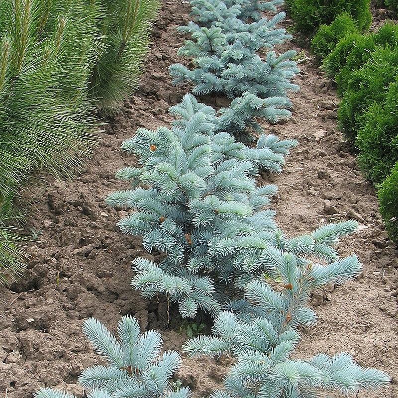 Picea pungens 'Hoopsii' ~ Picea azul Hoopsii