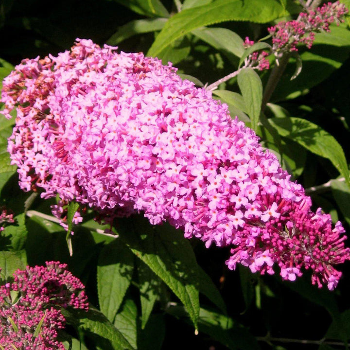 Buddleia davidii 'Pink Delight' ~ Arbusto de mariposas 'Pink Delight'