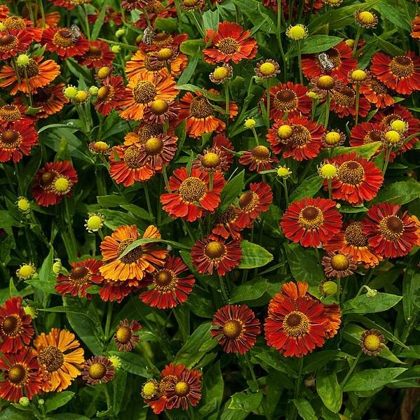 Helenium autumnale 'Salsa' ~ Mariachi™ Salsa Sneezeweed