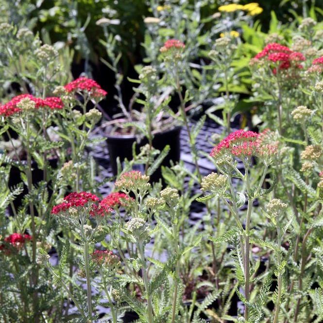 Achillea millefolium 'Paprika' ~ Paprika Yarrow