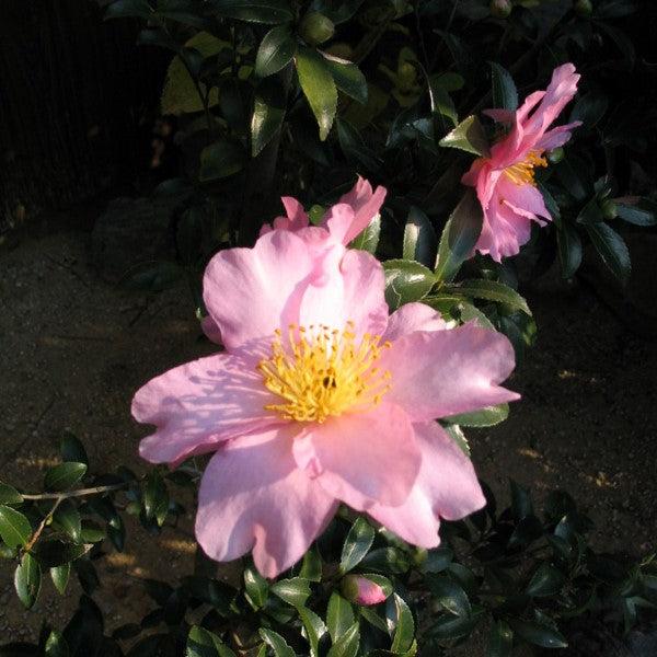 Camellia sasanqua 'Cleopatra' ~ Cleopatra Camellia, Pink