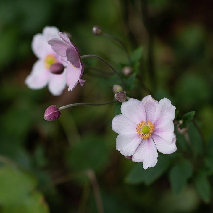 Anemone 'Macane004' ~ Dreaming Swan™ Anemone