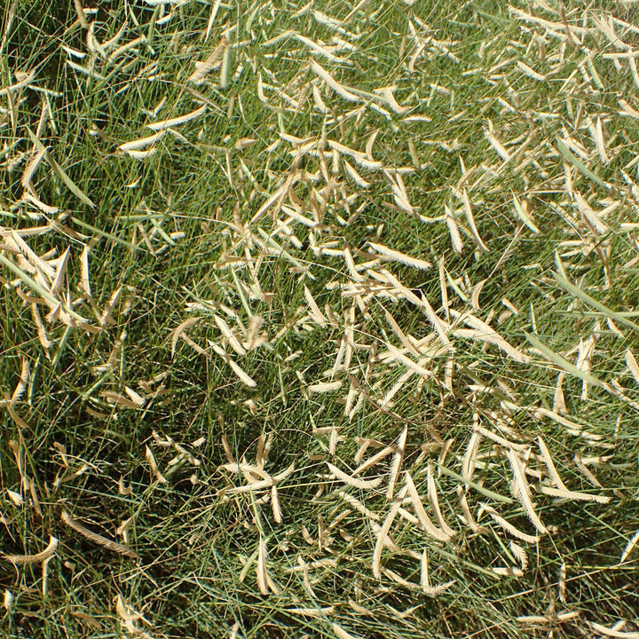 Bouteloua gracilis 'Blonde Ambition' ~ 'Blonde Ambition' Blue Grama