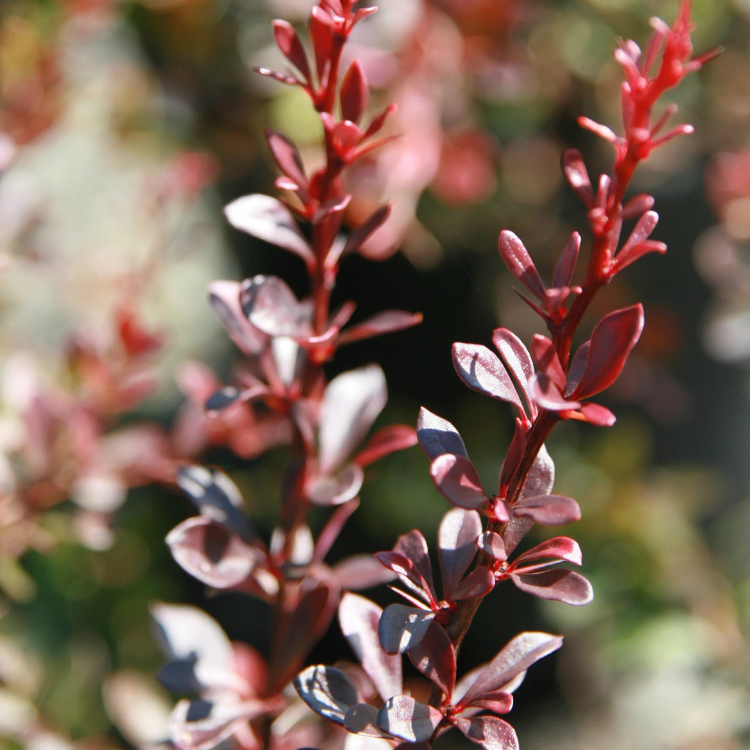 Berberis thunbergii 'Pygmy carmesí' ~ Agracejo pigmeo carmesí