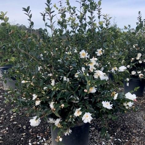 Camellia 'Winter's Snowman' ~ Winter's Snowman Ice Angels® Camellia