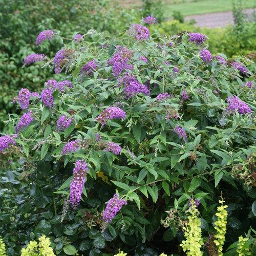 Buddleia 'Purple Haze' ~ Lo & Behold® Purple Haze Butterfly Bush