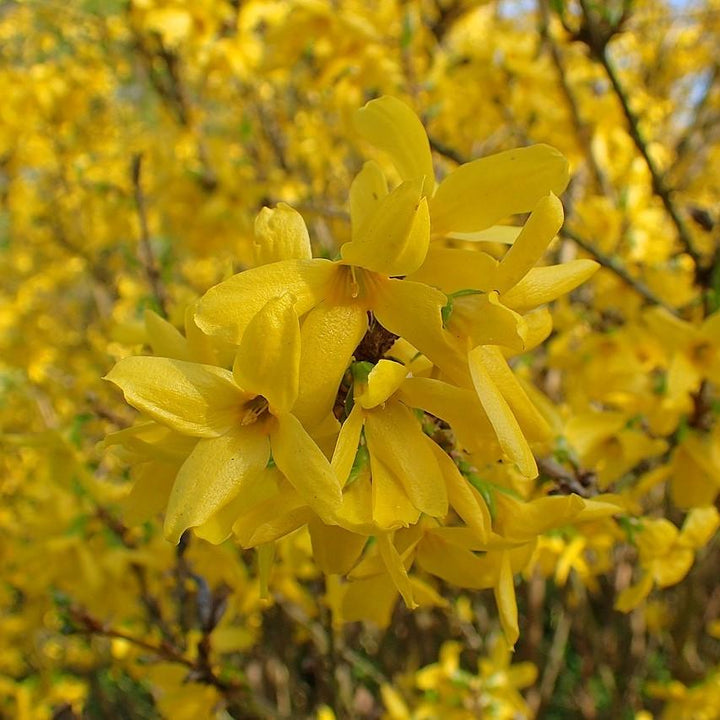 Forsythia x intermedia 'Lynwood Gold' ~ Lynwood Gold Forsythia