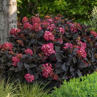 Hydrangea macrophylla 'Bailmacseven' ~ Eclipse® Hydrangea