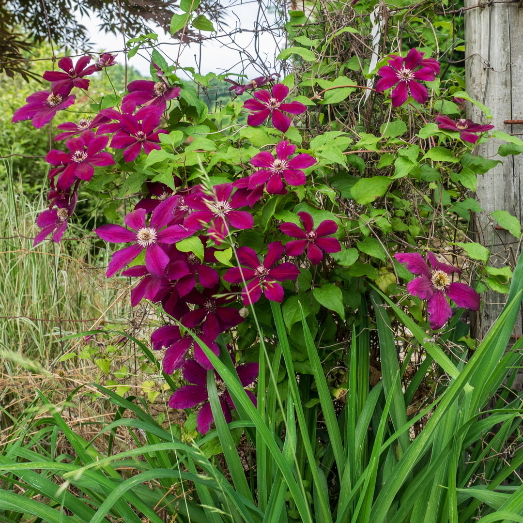 Clematis 'Westerplatte' ~  Westerplatte Clematis