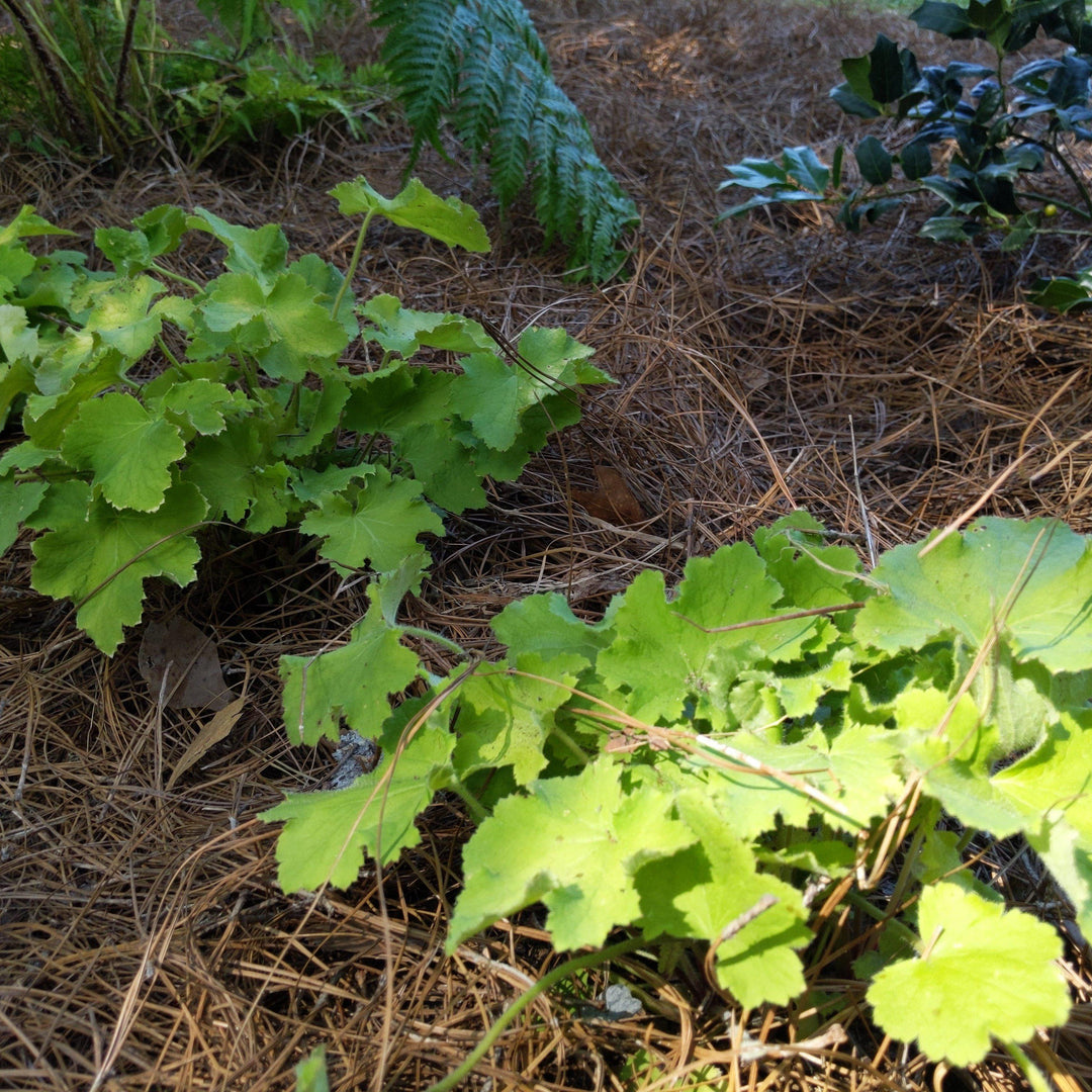 Heuchera villosa 'Citronelle' ~ Citronelle Coral Bells, Heuchera