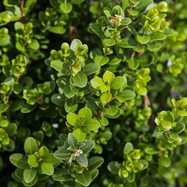 Buxus microphylla japonica 'Gregem' ~ Baby Gem™ Boj