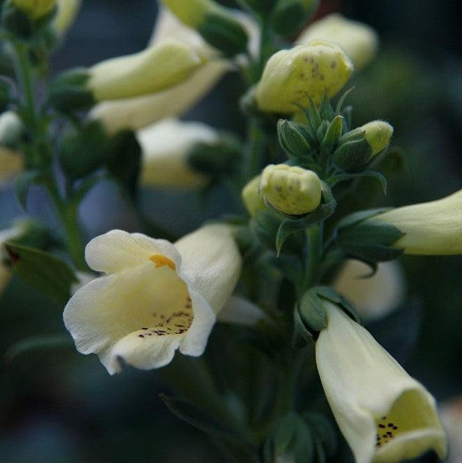 Digitalis purpurea 'Foxy' ~ Foxy Foxglove