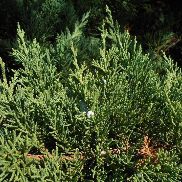 Juniperus squamata expansa 'Parsonii' ~ Enebro de Parson