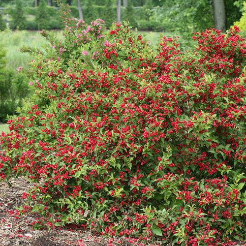 Weigela florida 'Verweig 6' ~ Sonic Bloom® Red Weigela